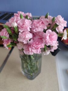 Vase of Pink Carnations